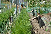 WELLINGTON BOOTS BY ROWS OF CARROTS AND ONIONS