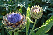 CYNARA CARDUNCULUS, GLOBE ARTICHOKE