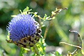 CYNARA CARDUNCULUS, GLOBE ARTICHOKE