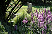 LYTHRUM GROWING BY A POND