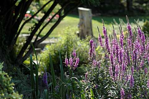 LYTHRUM_GROWING_BY_A_POND