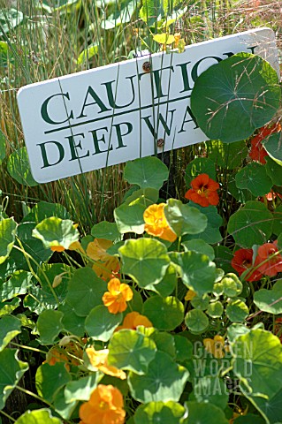 TROPAEOLUM_NASTURTIUM