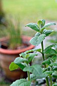 MENTHA SUAVEOLENS, APPLE MINT