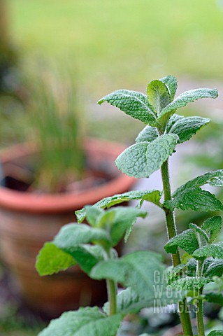 MENTHA_SUAVEOLENS_APPLE_MINT