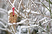 BIRD FEEDER ON SNOW COVERED SHRUB