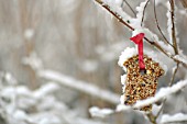 BIRD FEEDER ON SNOW COVERED SHRUB