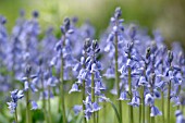 HYACINTHOIDES NON-SCRIPTA