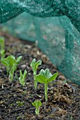 AQUADULCE CLAUDIA, BROAD BEANS