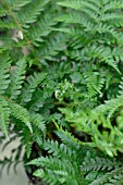 POLYSTICHUM SETIFERUM