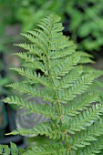 POLYSTICHUM SETIFERUM