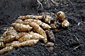 HELIANTHUS TUBEROSUS, JERUSALEM ARTICHOKES, FUSEAU