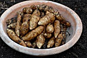 HELIANTHUS TUBEROSUS, JERUSALEM ARTICHOKES, FUSEAU