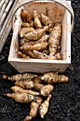 HELIANTHUS TUBEROSUS, JERUSALEM ARTICHOKES, FUSEAU