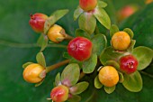 HYPERICUM ANDROSAEMUM, ST JOHNS WORT