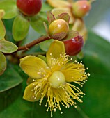 HYPERICUM ANDROSAEMUM, ST JOHNS WORT