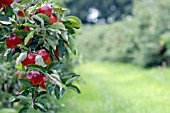 APPLES ON TREE