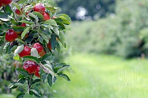 APPLES_ON_TREE