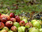 APPLES, WINDFALLS