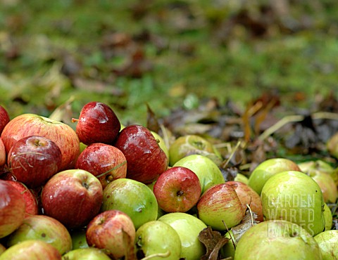 APPLES_WINDFALLS