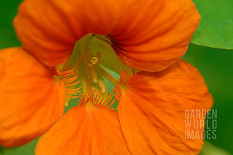 TROPAEOLUM_MAJUS