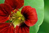 TROPAEOLUM MAJUS