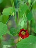 TROPAEOLUM MAJUS