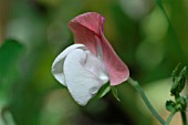 LATHYRUS