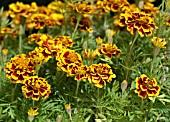 TAGETES PATULA, MARIGOLD COLOSSUS