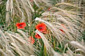 PAPAVER RHOEAS, FIELD POPPY