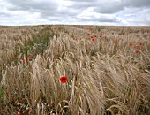 PAPAVER RHOEAS, FIELD POPPY