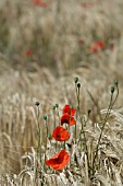 PAPAVER RHOEAS, FIELD POPPY