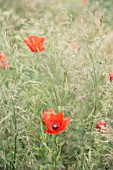 PAPAVER RHOEAS, FIELD POPPY