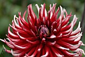 DAHLIA