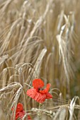 PAPAVER RHOEAS, FIELD POPPY