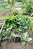 WEEDING ON ALLOTMENT