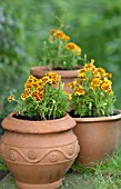 TAGETES PATULA, MARIGOLD COLOSSUS