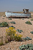 SENECIO JACOBAEA, RAGWORT & CRAMBE MARITIMA