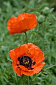 PAPAVER ORIENTALE