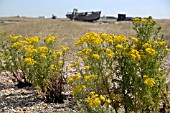 SENECIO JACOBAEA