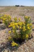 SENECIO JACOBAEA