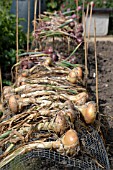 ONIONS DRYING IN THE SUN