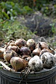 ONIONS DRYING IN THE SUN