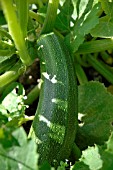 MARROW ON VEGETABLE PLOT