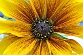 RUDBECKIA, CONEFLOWER