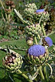 CYNARA CARDUNCULUS