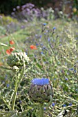 CYNARA CARDUNCULUS