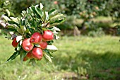 APPLE ORCHARD IN AUGUST