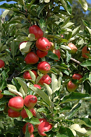 APPLE_ORCHARD_IN_AUGUST