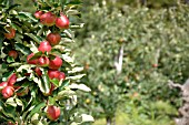 APPLE ORCHARD IN AUGUST