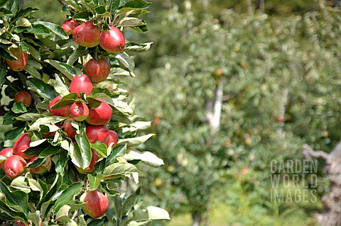 APPLE_ORCHARD_IN_AUGUST